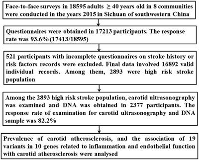 Variants in genes related to inflammation and endothelial function can increase the risk for carotid atherosclerosis in southwestern China